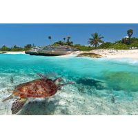 Virtuelle Reise Mexiko SChildkröte