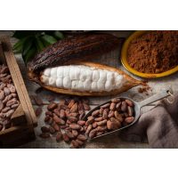 Wein- und Schokoladentasting@Home – Edelschokoladen verkosten zuhause