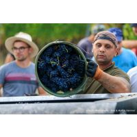 Weinprobe mit Wanderung Pfalz – bei der Arbeit