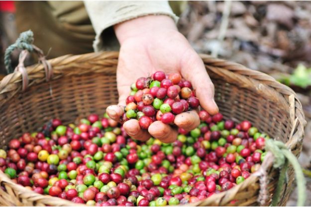 Rösterei-Spaziergang