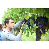 Betriebsausflug in Berlin - Traubenernte