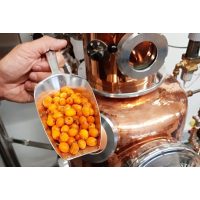 Sanddorn für die Infusion