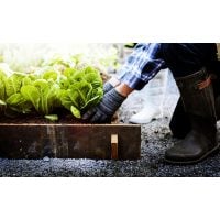 Geschenkidee für Lokalhelden – Selber pflanzen und ernten