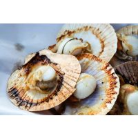 Grillkurs Berlin – gegrillte Jakobsmuscheln