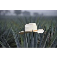 Tequila- und Mezcal-Tasting Berlin – Agave