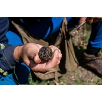 Trüffel Verkostung Würzburg Trüffel suchen