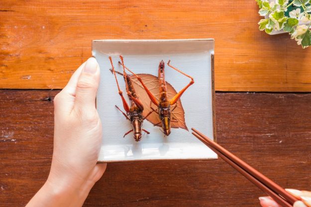 Insekten-Kochkurs Mannheim – zwei gegrillte Heuschrecken