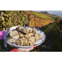 virtuelle Reise ins Piemont Trüffel