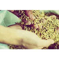 Bierproben-Gutschein – Frische Gerste