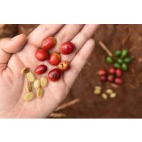 Geschenkgutschein Baristakurs – Kaffeebohnen