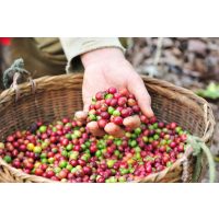 Rösterei-Spaziergang