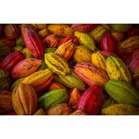 Virtuelle Reise Mexiko Kakaofrucht