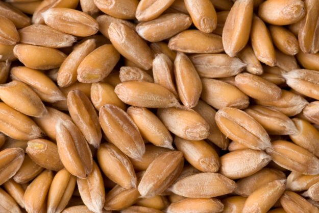 Backkurs Augsburg – Dinkelkörner