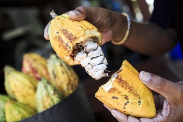 Schokoladenverkostung@Home – Bali Kakaoplantage