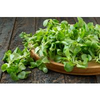 Kochkurs Frankfurt – Feldsalat