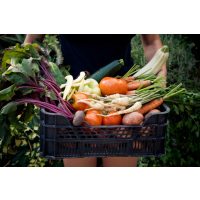 veganer Kochkurs Dresden – Gemüsekiste