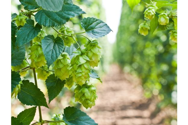 Bier-Tasting Landshut – Hopfenanbau