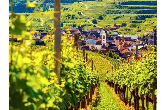 Wein-Tasting München – deutscher Weinberg