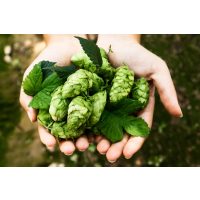 Braukurs Landshut – Hopfendolden