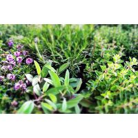 Gin-Tasting in Regensburg - Wacholder