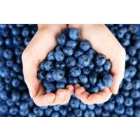 Regionaler Kochkurs Hannover – Blaubeeren