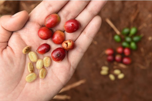 Geschenkgutschein Baristakurs – Kaffeebohnen