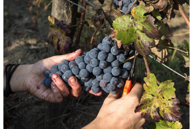 Online-Firmenfeier Weinberge