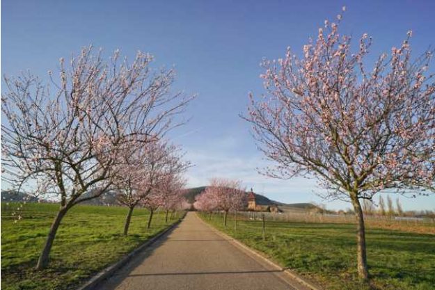 Weinwanderung online mit Essen Frühling