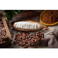 Wein- und Schokoladentasting@Home – Edelschokoladen verkosten zuhause