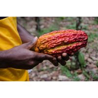 Wein- und Schokoladentasting@Home – Kakaobohnen-Ernte