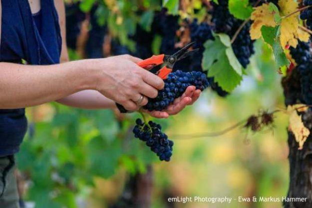 Weinwanderung online mit Essen Weinrebe