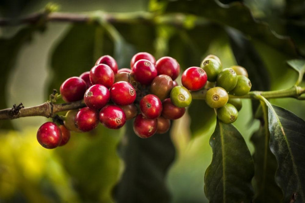 Barista-Kurs München – perfekt extrahierter Espresso