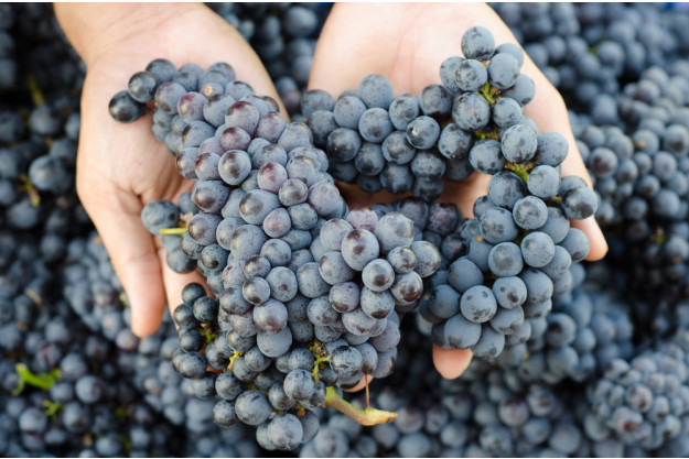 Weinverkostung mit Pizza in München – Pizza-Flight