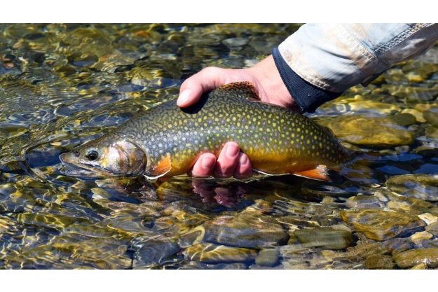 Regionaler Kochkurs Hannover – Saibling fischen