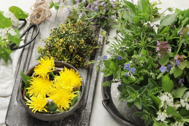 Wildkräuter-Kochkurs München – frische Wildkräuter