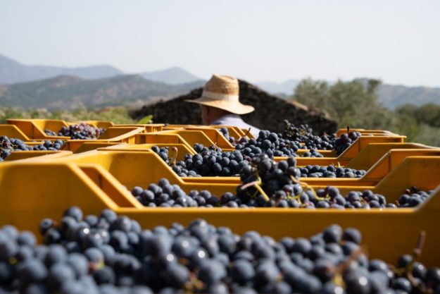 Wine tasting Munich – crates of grapes