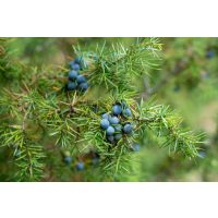 Gin-Tasting Karlsruhe – Wacholder-Beeren