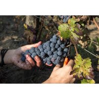 Online-Firmenfeier Weinberge