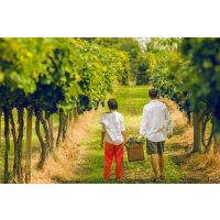 Weinprobe München – junges Paar bei der Traubenernte