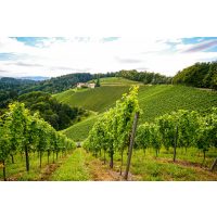 Weinprobe München – schöner Weinberg grün