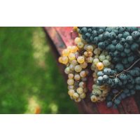 Weinprobe München – weiße und blaue Trauben sind reif