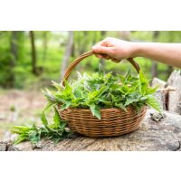 Wildkräuter-Kochkurs München – frisch gepflückte Kräuter