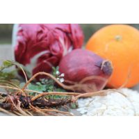 Wildkräuter-Kochkurs München – gesammelte Schätze