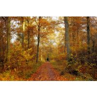 Wildkräuter-Kochkurs München – Waldspaziergang mit Kräutersuche