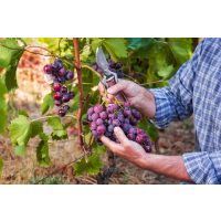 Wine tasting Munich – cutting bunch of grapes