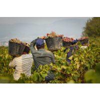 Wine tasting Munich – grape harvest Southern Italy