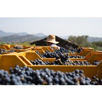 Wine tasting Munich – crates of grapes