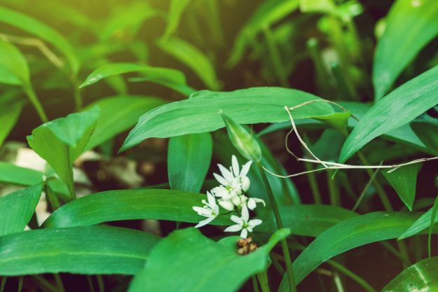 Kräuterwanderung München – wilder Bärlauch
