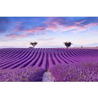 französischer-kochkurs-berlin lavendelfeld