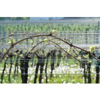 Weinwanderung online Das Jahr im Weinberg